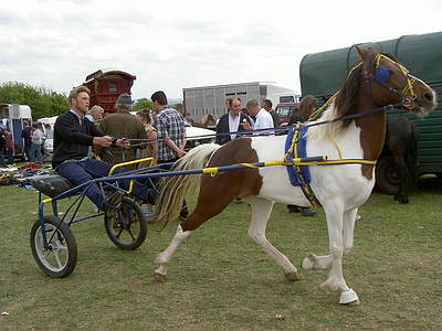 Trotting